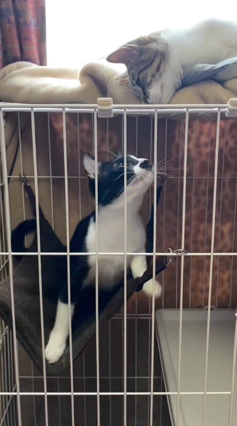 ケージの上にいるキジ白猫に顔を近づけるハチワレ猫