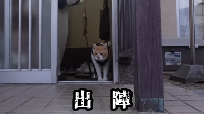 玄関から出てくる猫