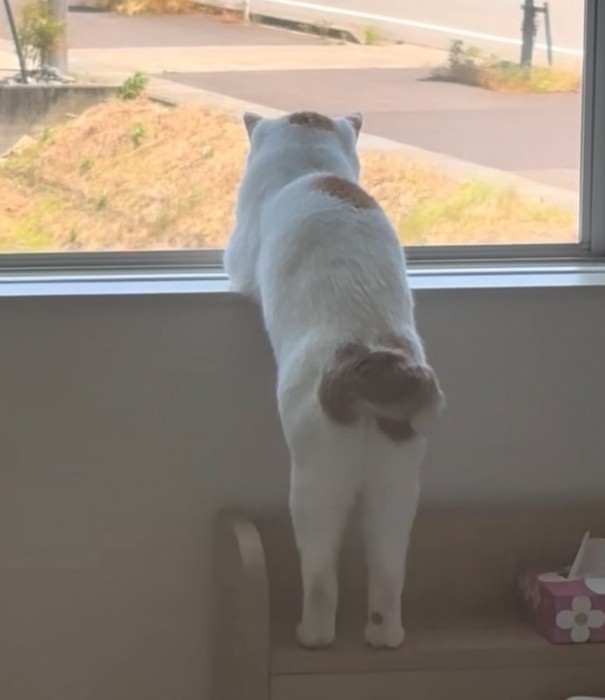 窓の外を眺める猫の後ろ姿4