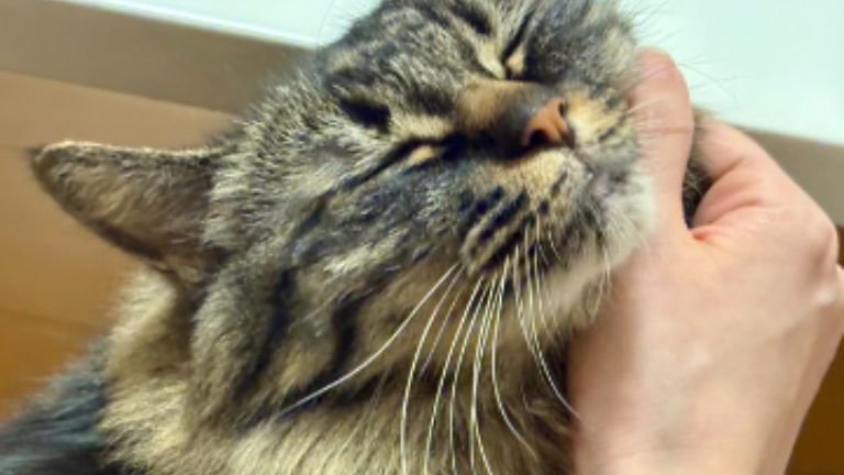 撫でられている猫