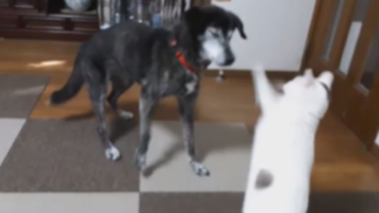 室内にいる猫と犬