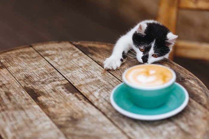 コーヒーと猫