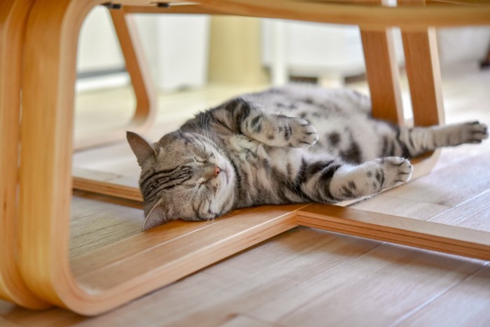 安心した様子で眠る猫