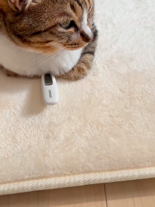 体温計の上に座る猫