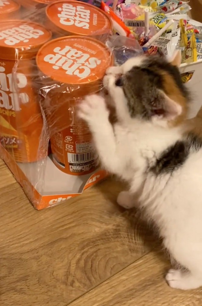 ポテチをいたずらする子猫