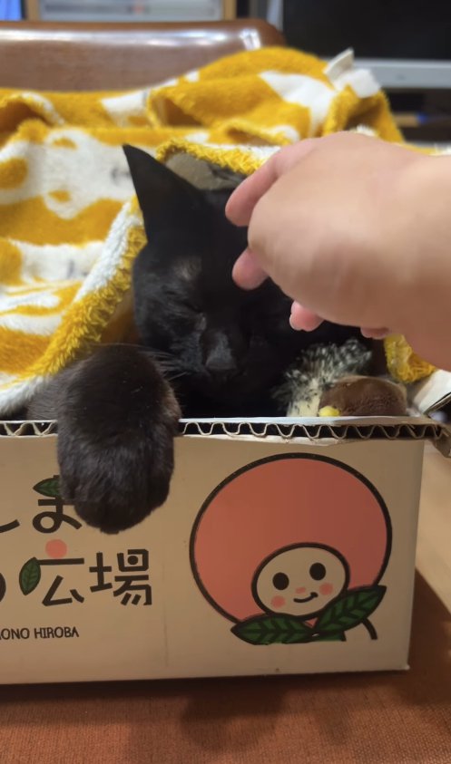 段ボールの中に入って頭を撫でられている黒猫