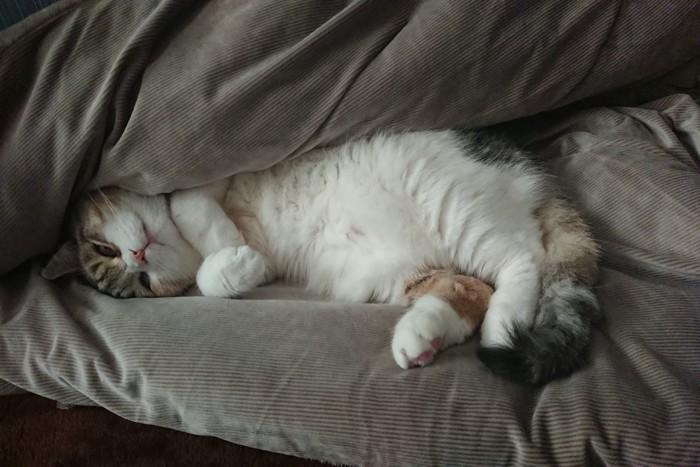 布団の中にいる猫