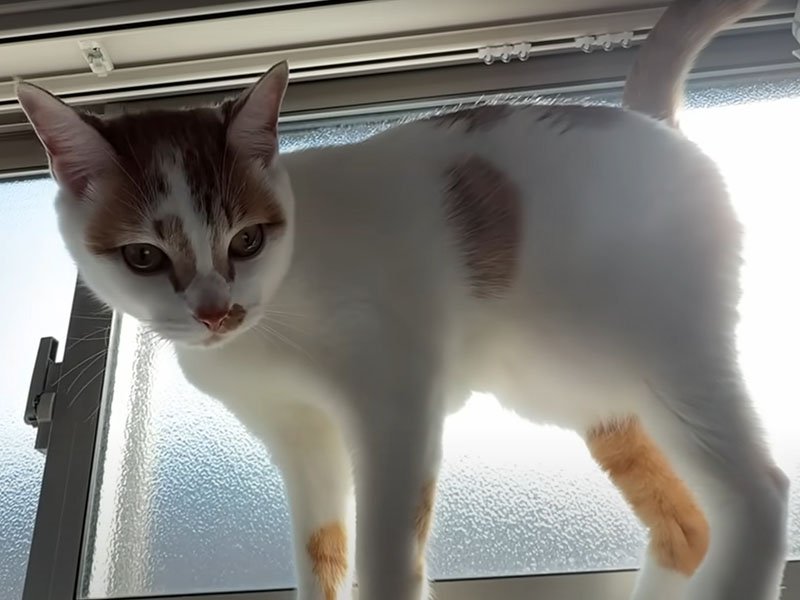 窓際の猫