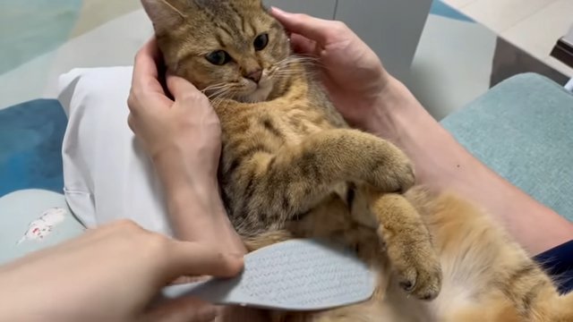 横からお腹をマッサージされる猫