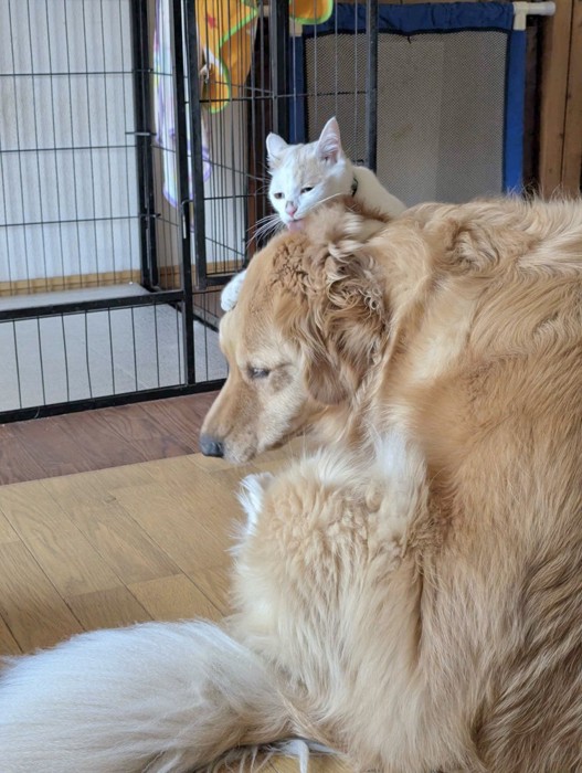 犬と猫