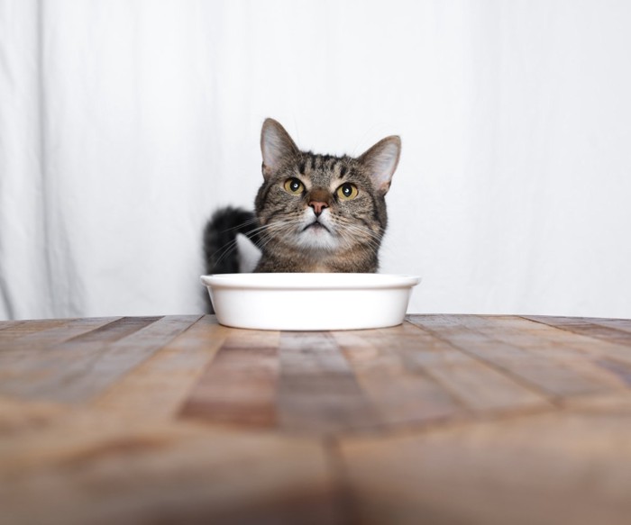 ご飯を待つ猫