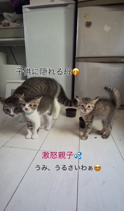 画面左の子猫の後ろで頭を低くしている母猫