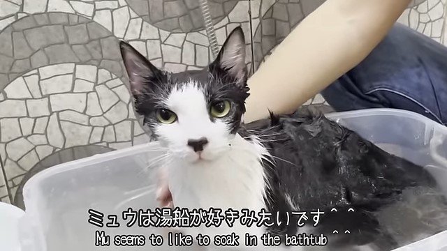 湯船からこちらを見る猫