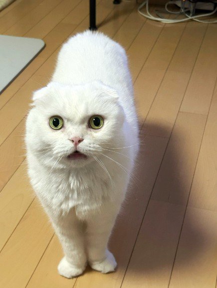 ごはんを要求する猫