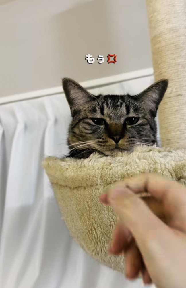 キャットタワーから飼い主を呼ぶキジトラ猫