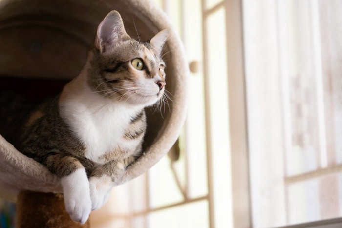 キャットタワーから外を見る猫