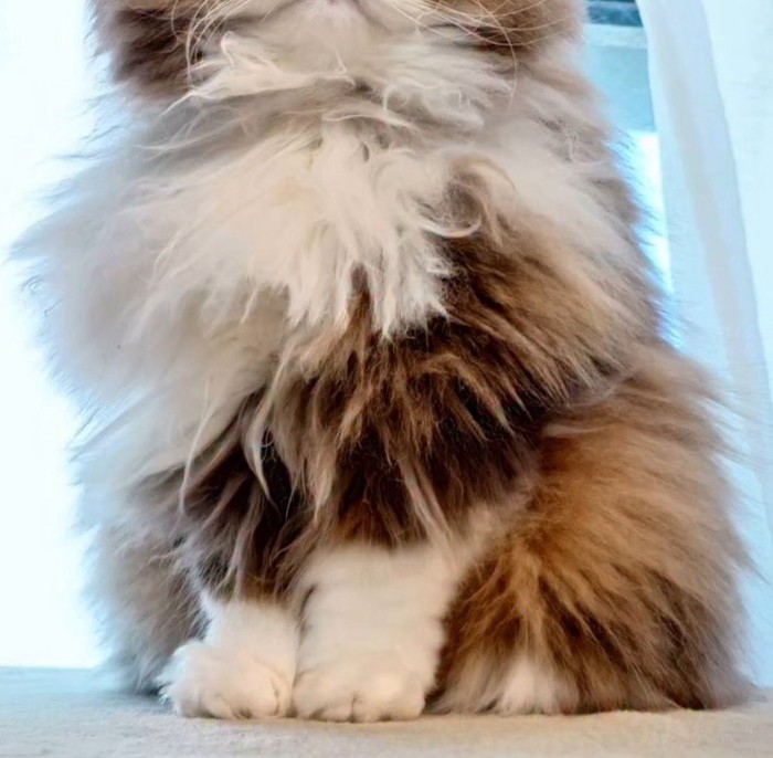 フワフワの猫の毛