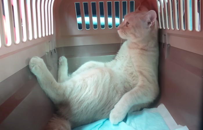 視線を元に戻す猫