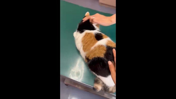 撫でるふたつの手