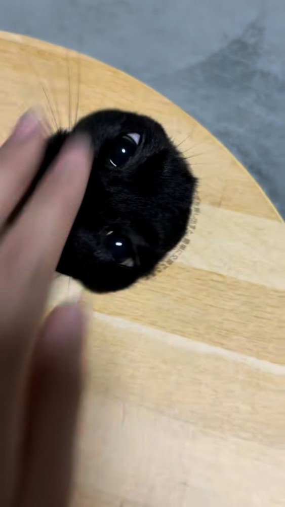 爪とぎボウルの箱の穴から顔を出す黒トラ猫と撫でようとするママ