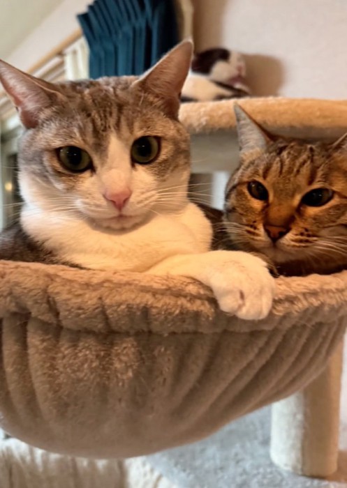 キャットタワーに上る猫