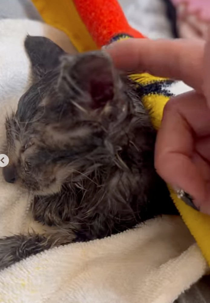眠る子猫