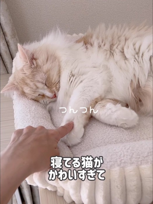 前足を触られる猫