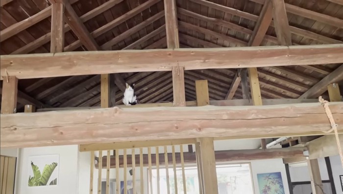 天井にいるミケ猫