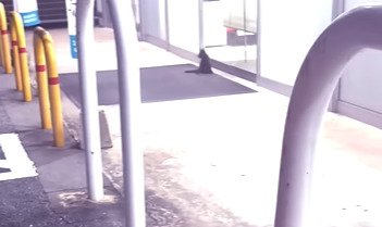 ドア前で座っている子猫