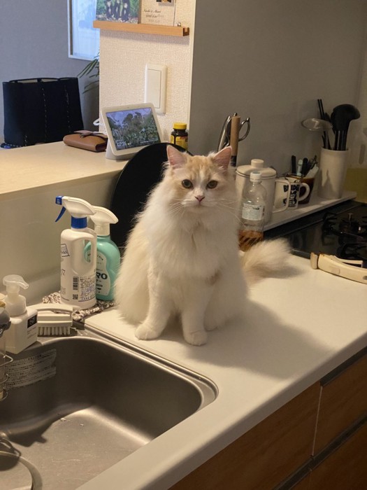 台所の上でおやつをねだる猫