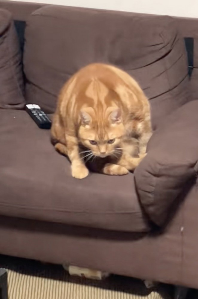 睨みつける猫