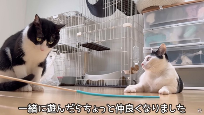 一緒に遊ぶウルンとかんちゃん