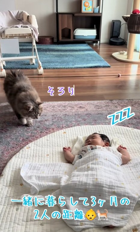 寝ている赤ちゃんを見ている猫