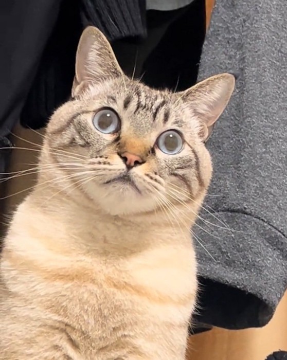 目を大きく見開くしらすくん