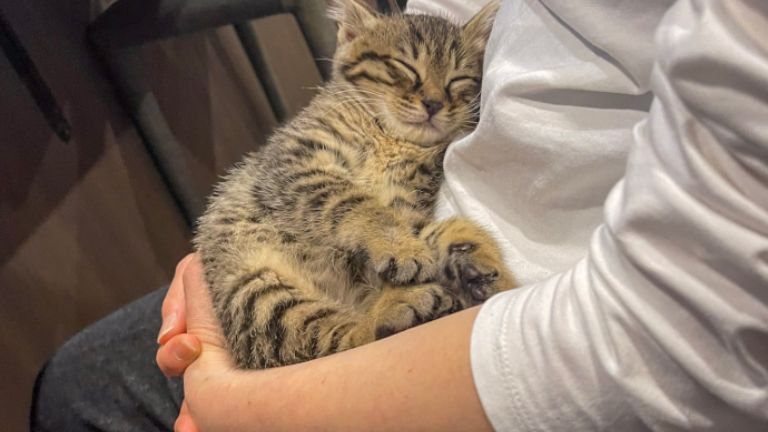 抱かれている子猫