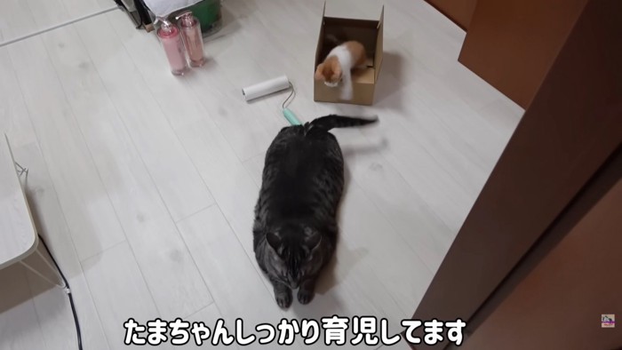 テロップ「たまちゃんしっかり育児してます」