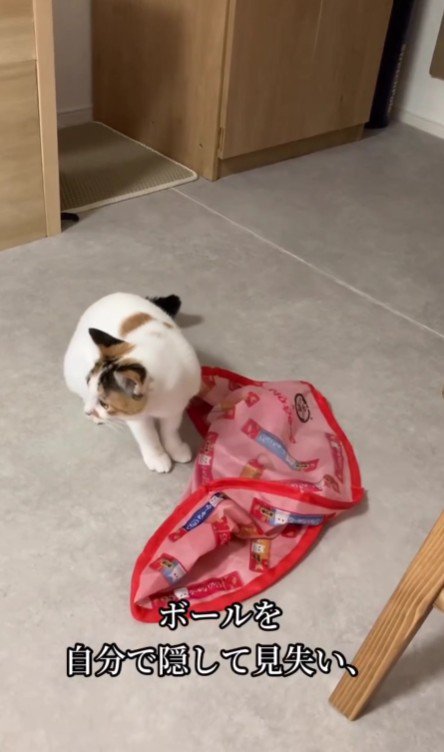 ボールを見失う心福ちゃん