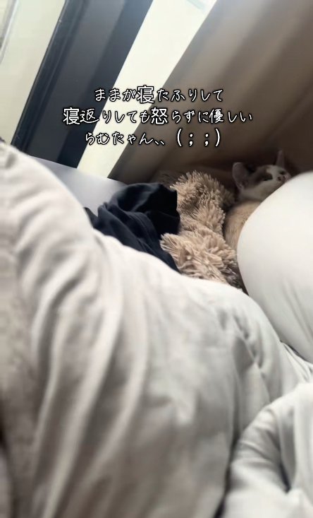 飼い主に体の上に足を乗せられている猫