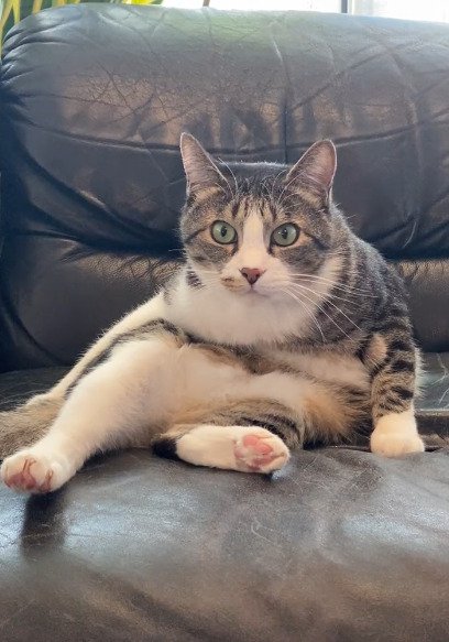 スコ座りする猫