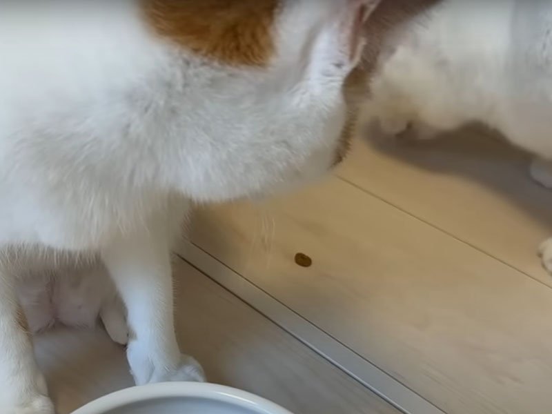 こぼれたご飯を食べる猫