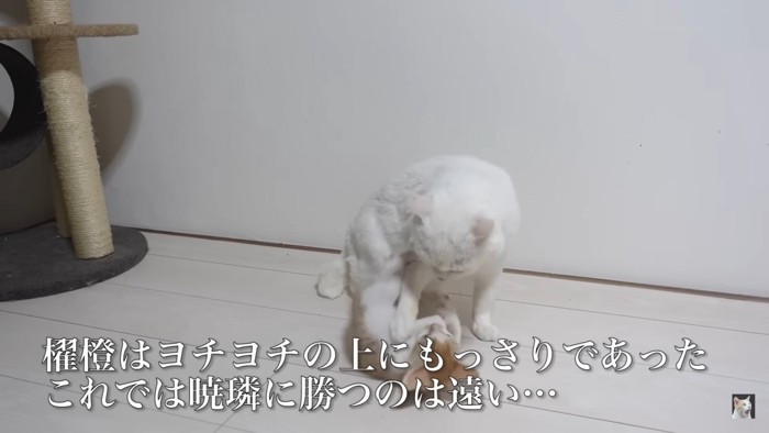 またひっくり返される保護子猫