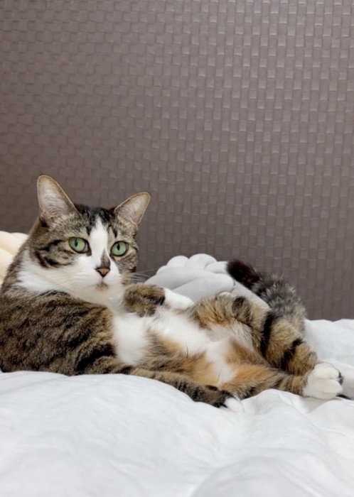 ゆっくり振り向く猫