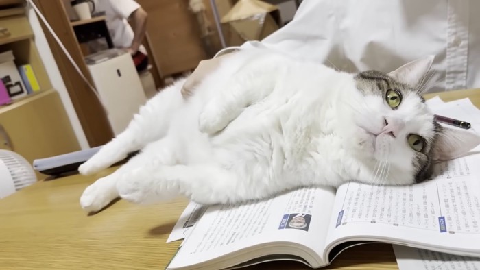 教科書に寝転んでお腹を触られている猫ちゃん