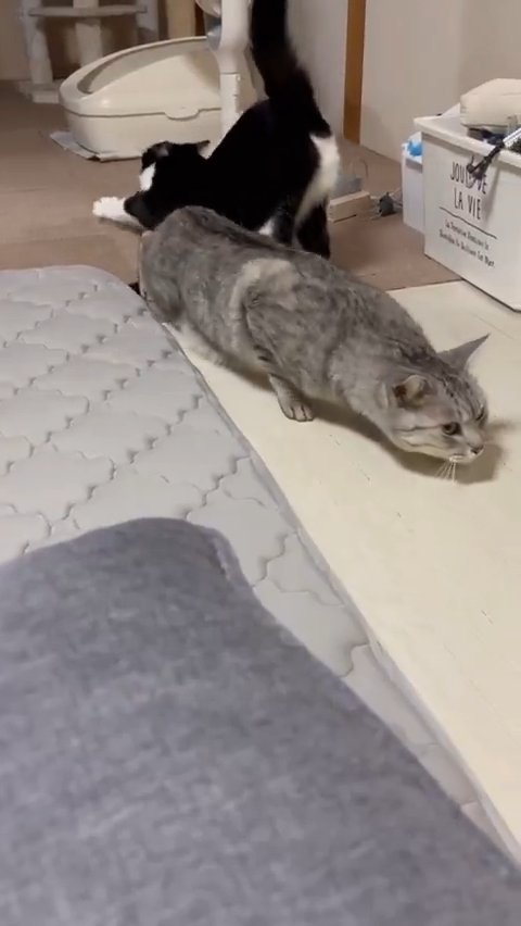 伸びをする白黒猫