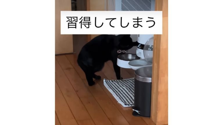 猫と自動給餌器
