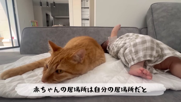 ソファで寝る赤ちゃんと茶トラ猫