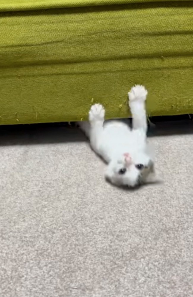 ソファ下から出てくる子猫