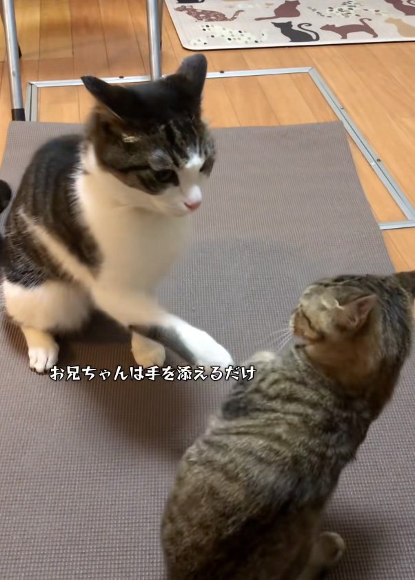 前足を出す猫