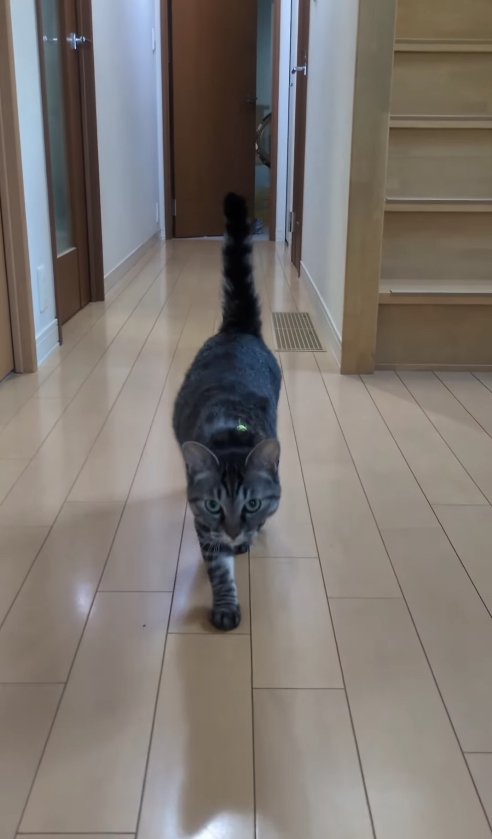 カメラに向かって歩いてくる猫（近い）