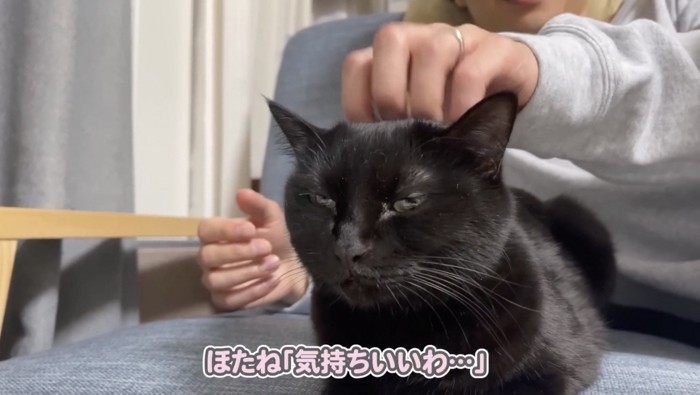 飼い主さんに頭を撫でられる黒猫